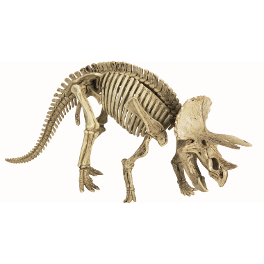 Utgraversett Triceratops